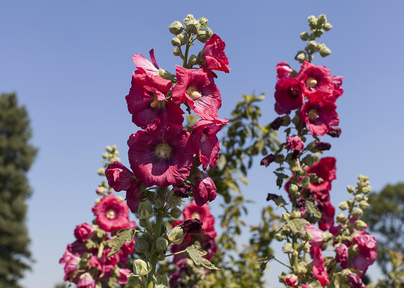 Roze stokrozen op het tuincomplex