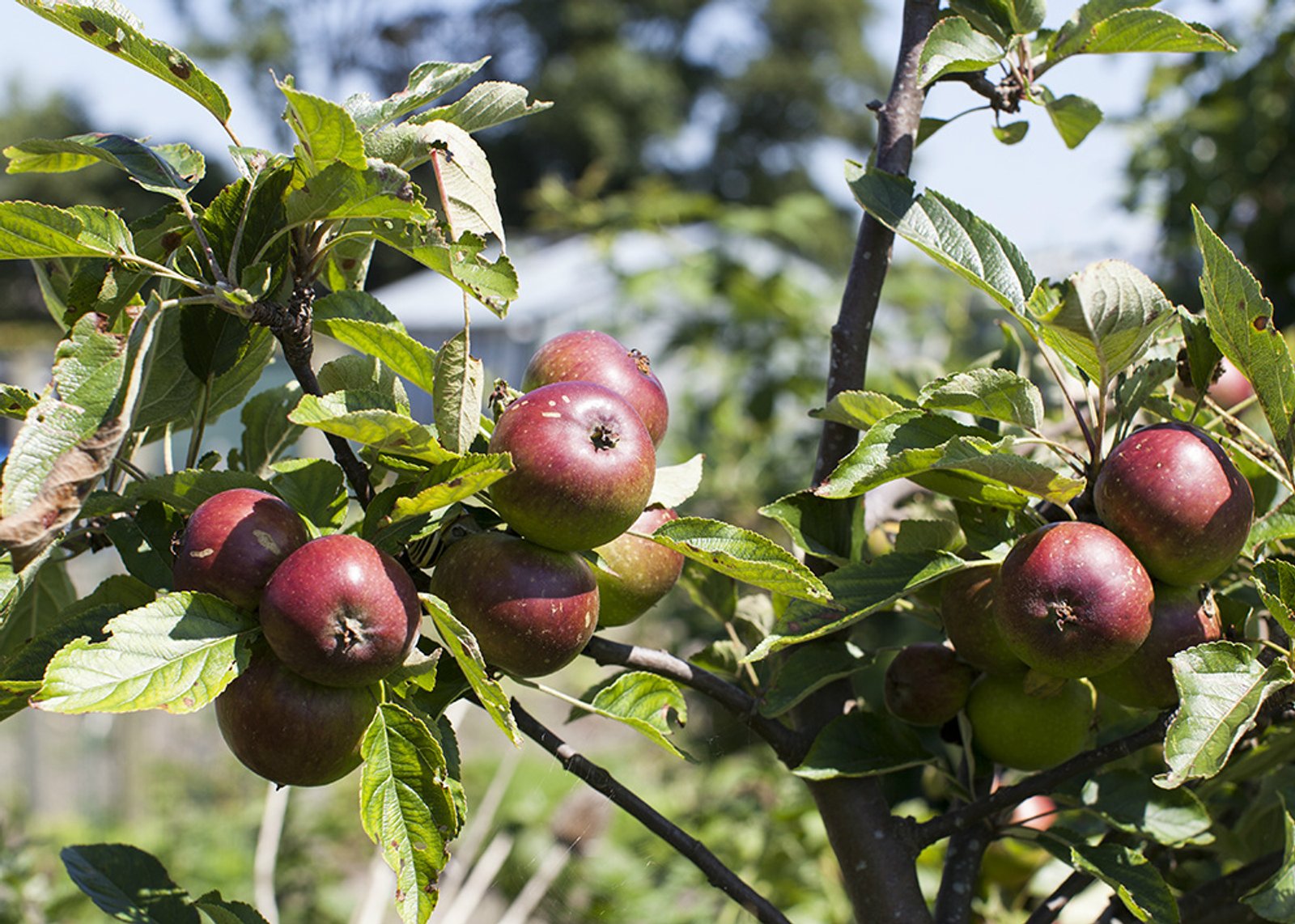 Appels rijpen tussen de bladeren